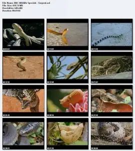 BBC Wildlife Specials : Serpent
