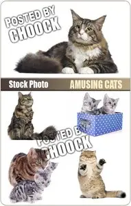 Amusing cats - Stock Photo