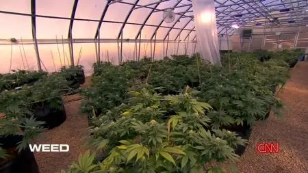 CNN - Weed: Sanjay Gupta Reports (2013)
