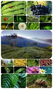 Wallpaper pack - Vegetation