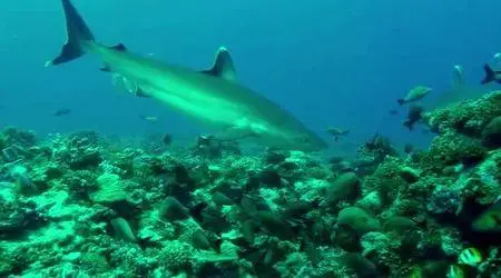 Ocean Circus: Underwater Around the World (2012)