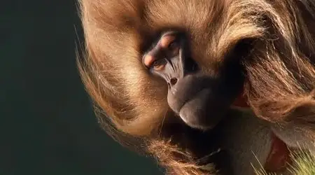 (Fr2) Afrique sauvage (2013)