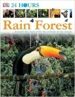 DK 24 Hours: Rain Forest by DK Publishing