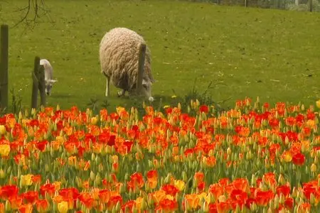 Flowers of Holland - by Tony Helsloot (2008)