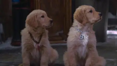Snow Buddies (2008)