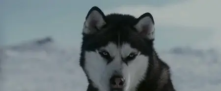 Eight Below (2006)