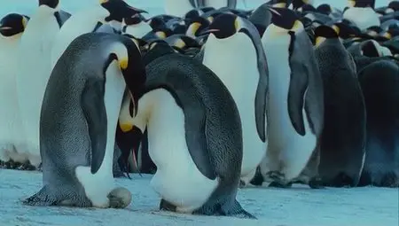 March Of The Penguins (2005)