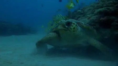 Turtle - The Incredible Journey (2009)