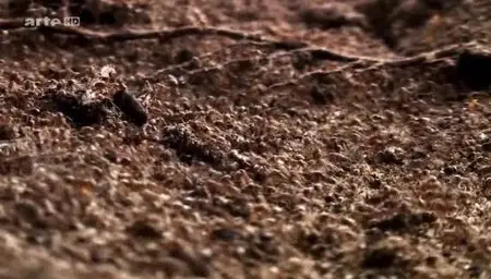 (Arte) La guerre des fourmis (2012)