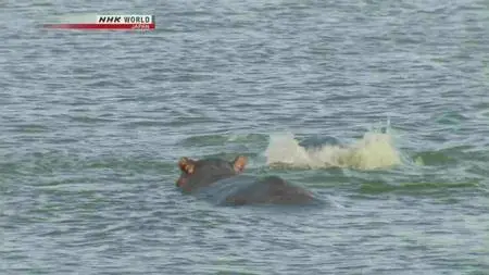 NHK Wildlife - The Kazinga Channel: Hippo Paradise (2011)