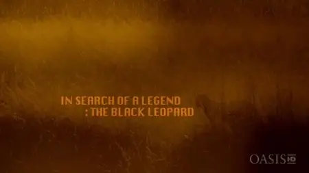 National Geographic - In Search of a Legend: The Black Leopard (2008)