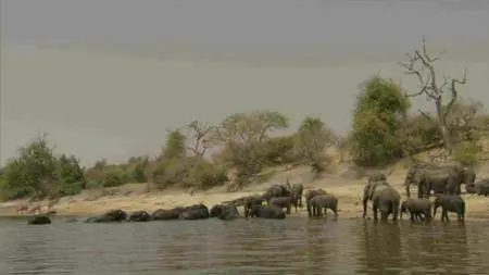 BBC Natural World - Elephants Without Borders (2009)