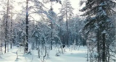 Russland - Im Reich der Tiger, Bären und Vulkane (2011)
