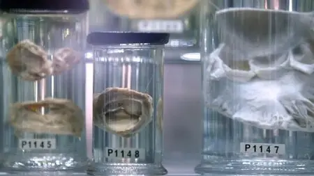 BBC - The Beauty of Anatomy (2014)
