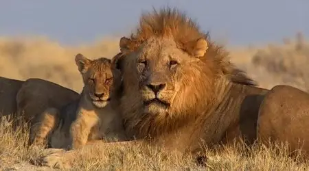 (Fr2) Afrique sauvage (2013)