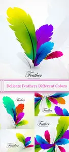 Vector Delicate Feathers Different Colors qBee