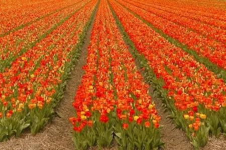 Flowers of Holland - by Tony Helsloot (2008)
