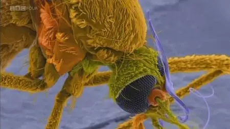 BBC - Insect Dissection: How Insects Work (2013)