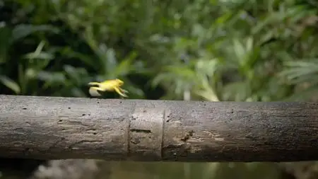 Smithsonian Ch. - Into the Wild Colombia: Series 1 (2018)