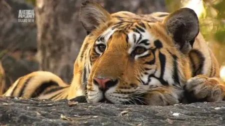 Discovery Channel - Wildest India (2012)