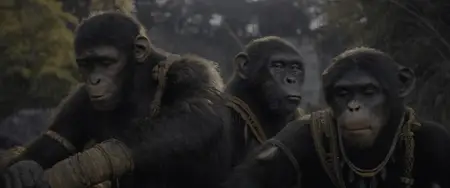 Kingdom of the Planet of the Apes (2024)