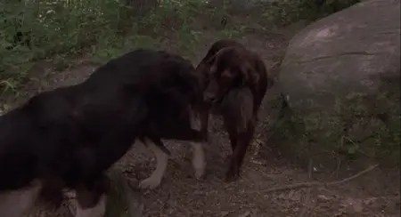 Fluke (1995)