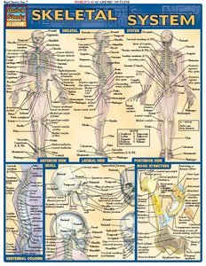 Skeletal System by Inc. BarCharts [Repost]