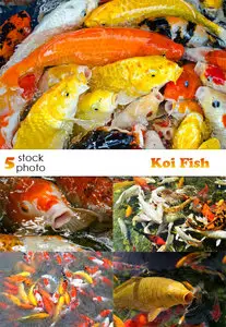 Photos - Koi Fish