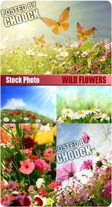Wild flowers - Stock Photo