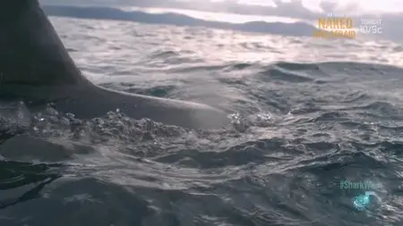 Shark Week - Air Jaws: Fin of Fury (2014)