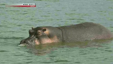 NHK Wildlife - The Kazinga Channel: Hippo Paradise (2011)