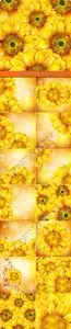 Sunflowers realistic backgrounds vector