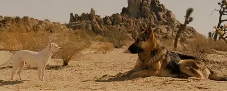 Beverly Hills Chihuahua (italian)