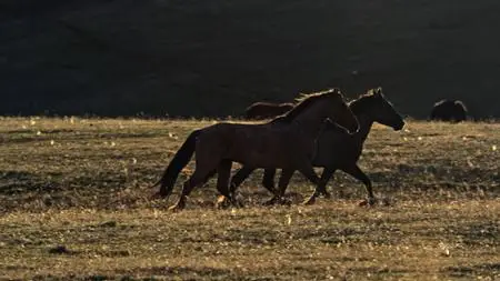 PBS - American Horses (2022)