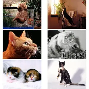100 Cute Cats Wallpapers
