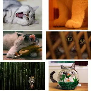 Wallpapers Cats. Set 1