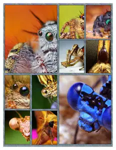 Over 600 microcosmos pictures!