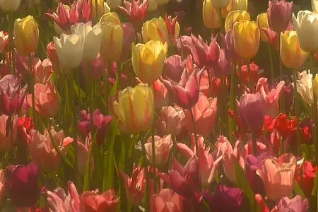 Flowers of Holland - by Tony Helsloot (2008)