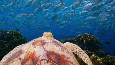 Blue Planet II S01E00