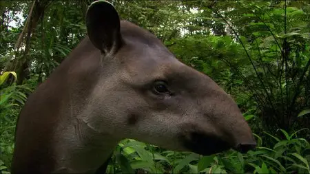 Mythos Amazonas/Amazon Alive (2010)