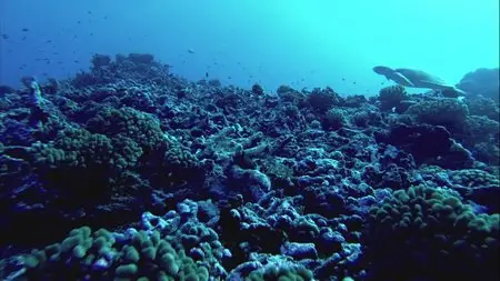 Virtual Trip - Utsukushi Wakusei: The Beautiful Planet (2010)