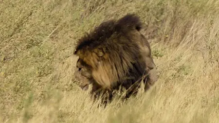 Big Cats S02E03