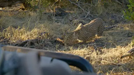 Big Cats S02E03