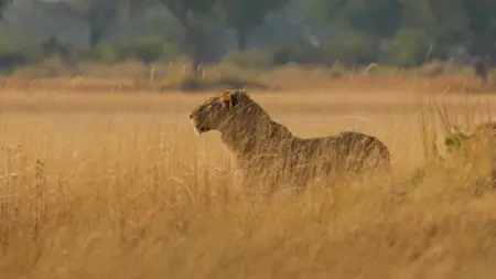 Big Cats S02E03