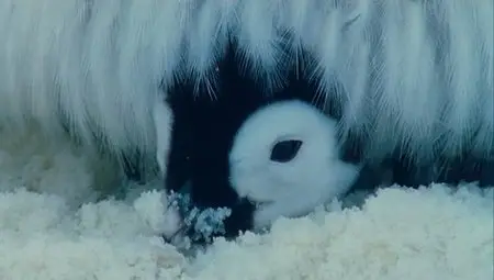 March Of The Penguins (2005)