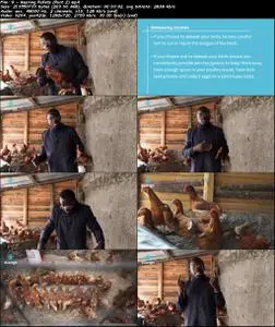 Poultry Farming: Layers Chicken (Egg Production)