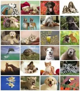 Webshots - Adorable Animals - High Quality & Wide Screen