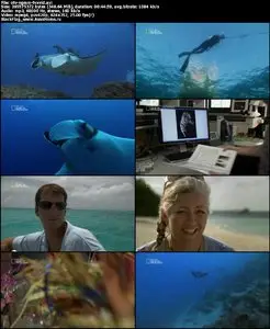 National Geographic Manta Mystery (2011)