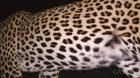 National Geographic - In Search of a Legend: The Black Leopard (2008)