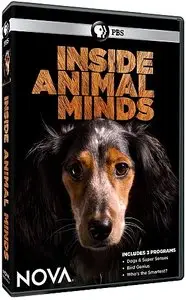 PBS NOVA - Inside Animal Minds: Bird Genius (2014)